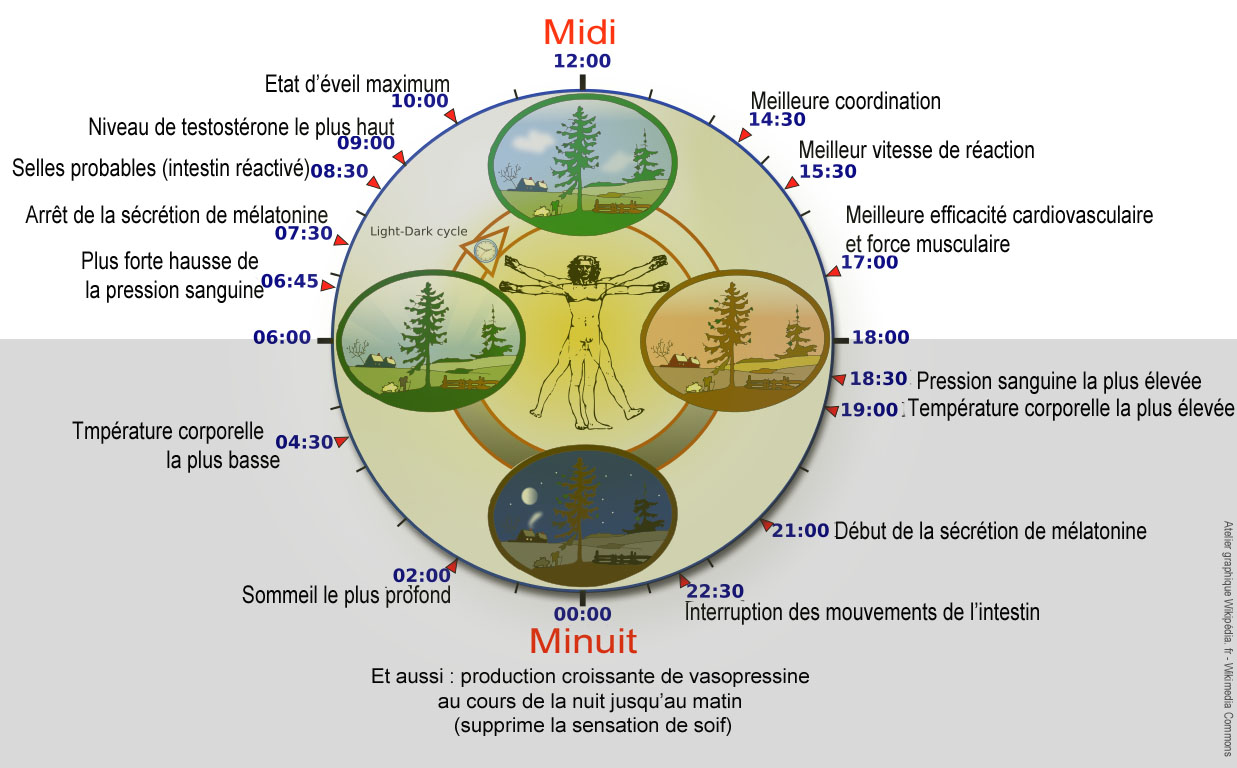 rythmes-circadiens