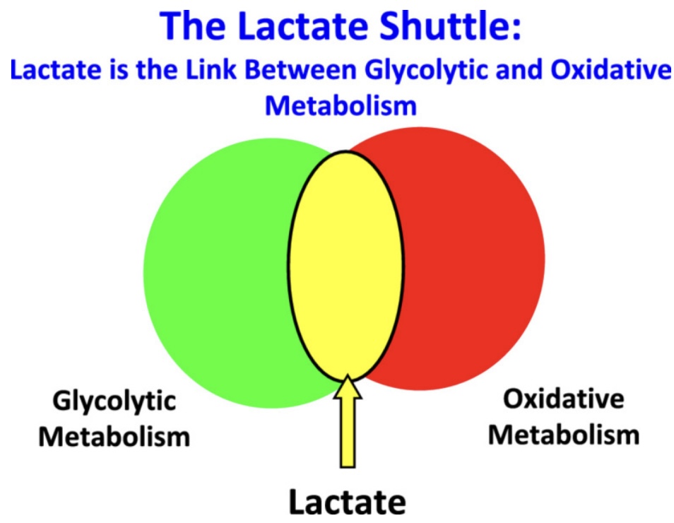 Le lactate fait le lien entre le métabolisme aérobie et le métabolisme glycolytique (communément appelé “anaérobie”)